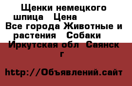 Щенки немецкого шпица › Цена ­ 20 000 - Все города Животные и растения » Собаки   . Иркутская обл.,Саянск г.